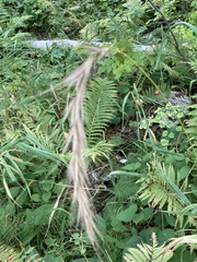 Elymus canadensis