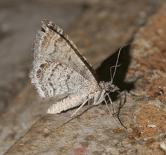 Perizoma custodiata