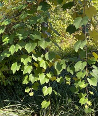 Vitis labrusca