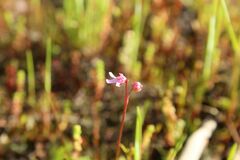 Utricularia tenella