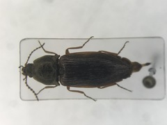 Oxygonus obesus