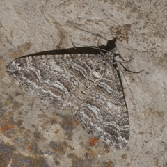 Perizoma custodiata