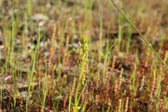 Prasophyllum gracile
