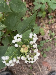 Schizomyia eupatoriflorae