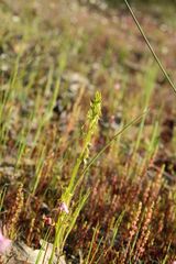 Prasophyllum gracile