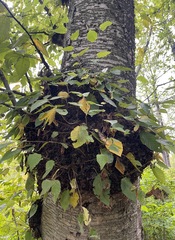 Betula alleghaniensis