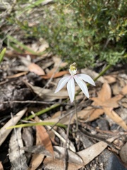 Caladenia catenata