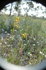 Diuris decrementa