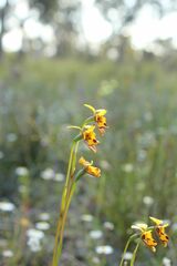 Diuris decrementa