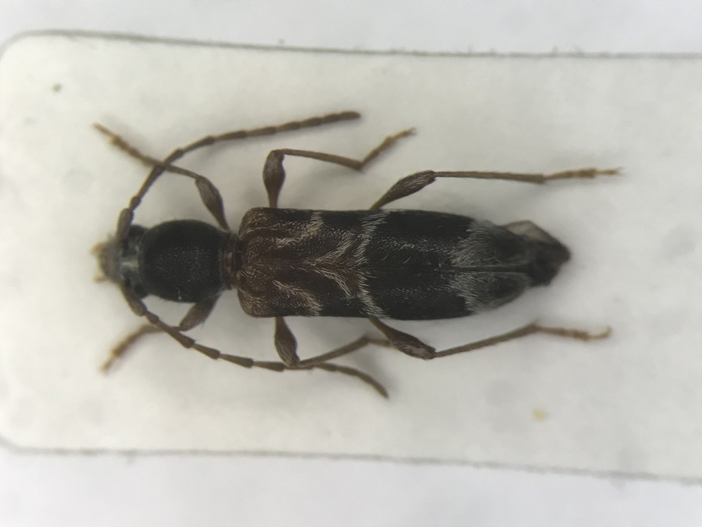 Microclytus compressicollis