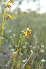 Diuris decrementa