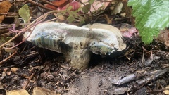 Caloboletus marshii