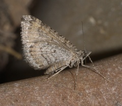 Perizoma custodiata