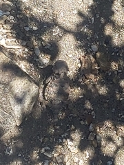 Phrynosoma blainvillii