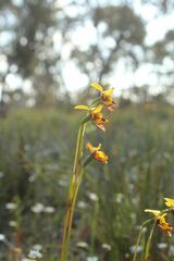 Diuris decrementa