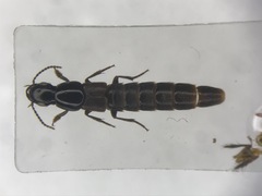 Quedius molochinoides