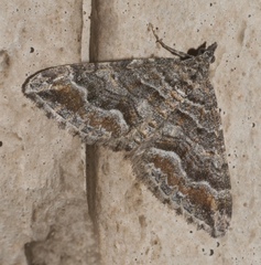 Perizoma custodiata