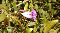 Bignoniaceae