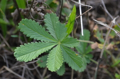Potentilla simplex