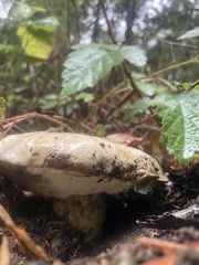 Caloboletus marshii