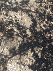 Phrynosoma blainvillii