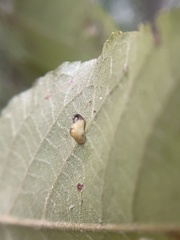 Caryomyia recurvata