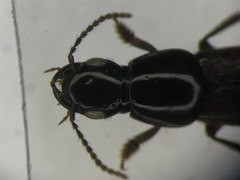 Quedius molochinoides