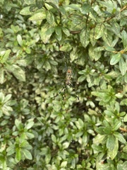 Trichonephila clavata