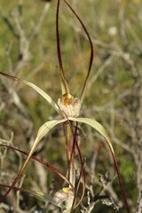 Caladenia polychroma