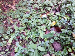 Persicaria sagittata