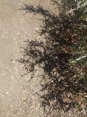 Phrynosoma blainvillii