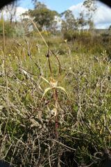 Caladenia polychroma