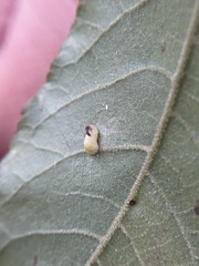 Caryomyia recurvata
