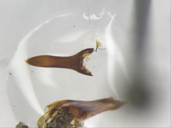 Quedius molochinoides