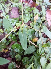 Persicaria sagittata