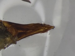 Quedius molochinoides