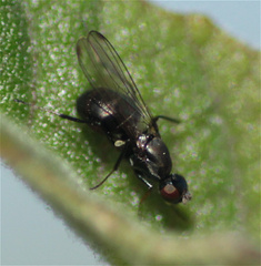 Sepsidae