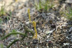 Phylloglossum drummondii