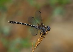 Progomphus borealis