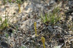 Phylloglossum drummondii