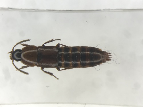 Staph beetle