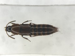 Tachinus elongatus