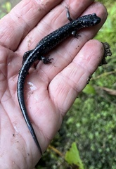 Plethodon glutinosus