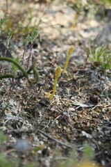 Phylloglossum drummondii