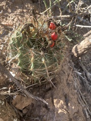 Hamatocactus setispinus
