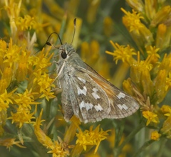 Hesperia juba