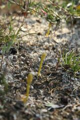 Phylloglossum drummondii