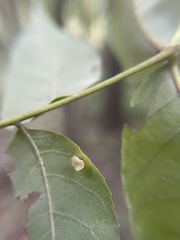 Caryomyia flaticrustum