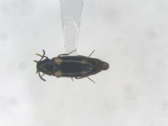 Spilotus quadripustulatus