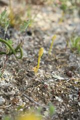 Phylloglossum drummondii